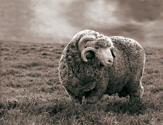 photo_sheep